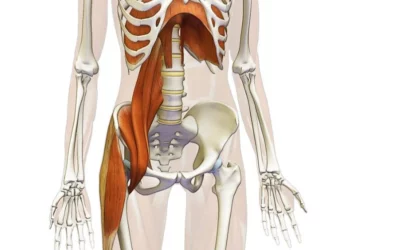 The Important Relationship Between the Diaphragm and the Pelvic Floor